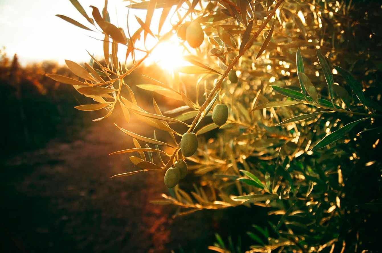 Pietre%20del%20Porto%20Produzione%20Olio%20extravergine%20di%20Oliva