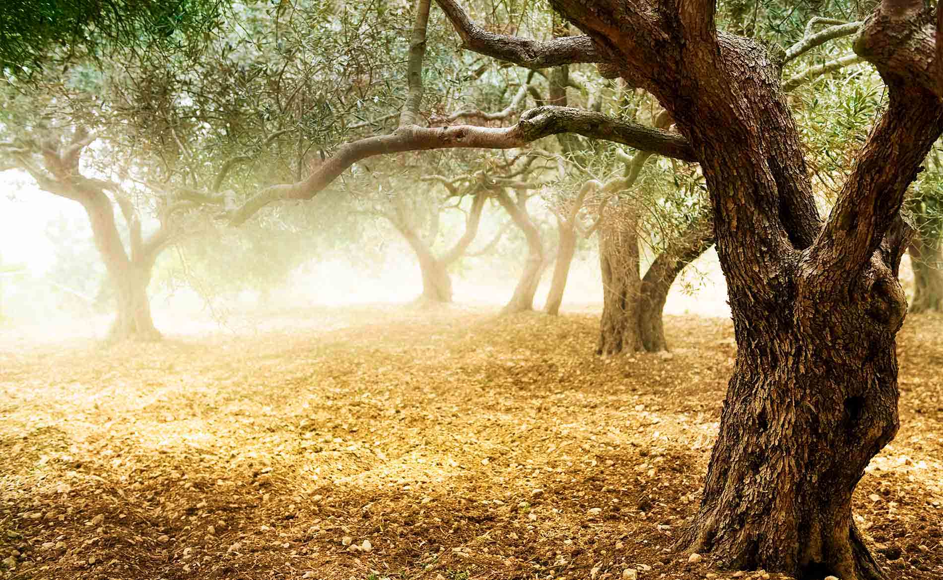 Pietre%20del%20Porto%20Produzione%20Olio%20extravergine%20di%20Oliva